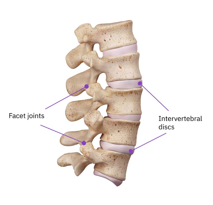 A lumbar spine seen from the side with the intervertebral discs and facet joints labeled