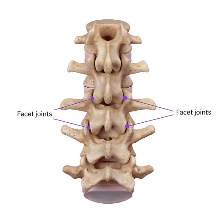 A posterior view of the lumbar spine with the facet joints labeled