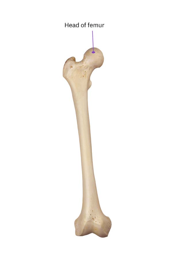 A picture of the head of the femur to demonstrate the shape of the bone and how it affects hip joint mobility