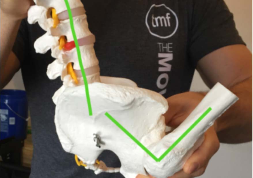 A spinal model viewed from the side with a flexed spine and the hip flexed to 90 degrees