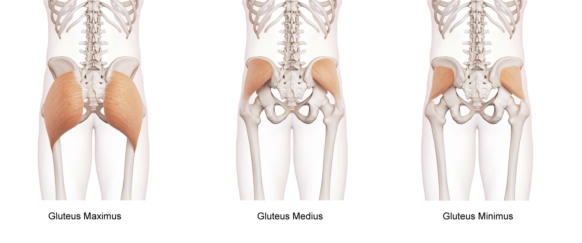 A view from the back of the gluteal muscles
