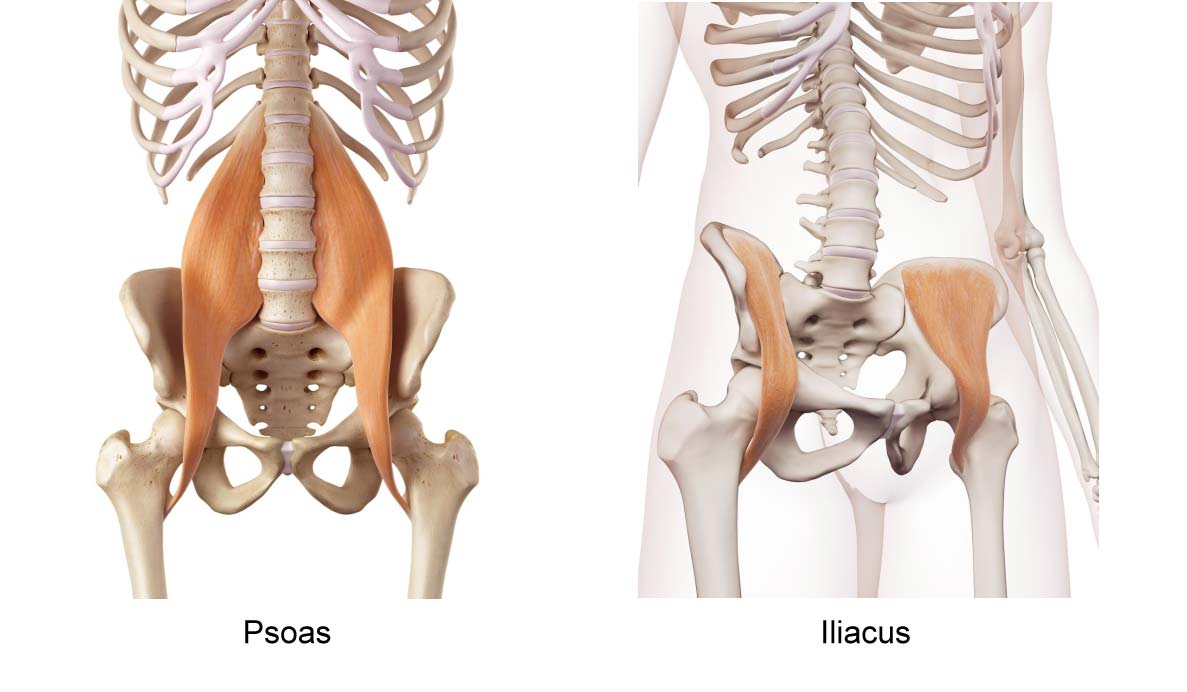 A view from the front and oblique view showing the psoas and iliacus
