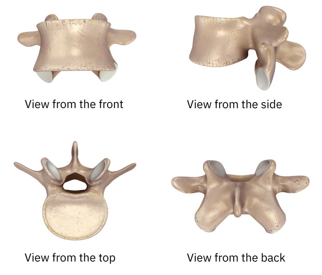 A lumbar vertebra from the front, top, back, and sides