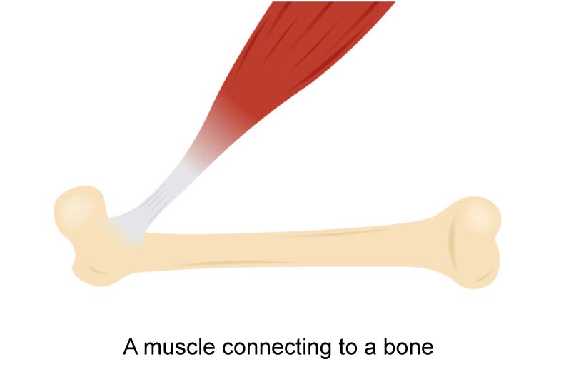 Picture of a muscle connecting to a bone