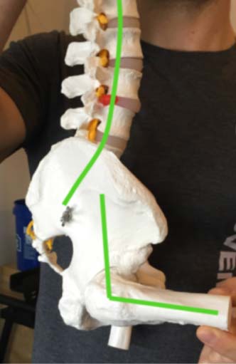 A spinal model viewed from the side with a neutral spine and hip flexed to 90 degrees