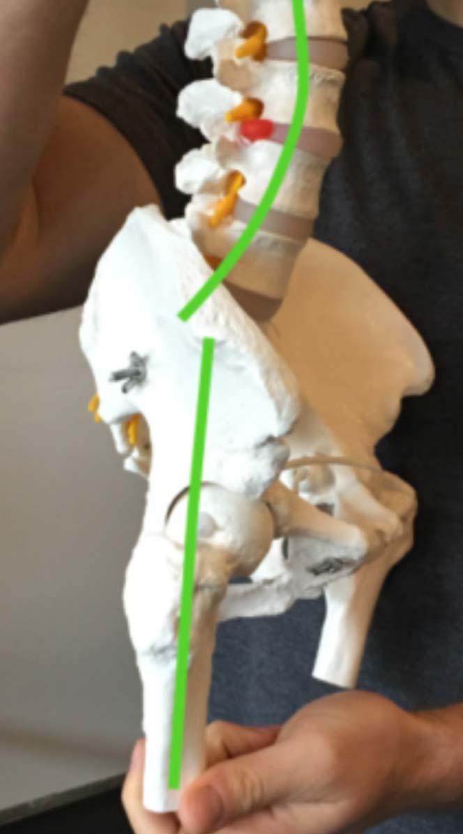A spinal model viewed from the side with a neutral lumbar spine and neutral hip joint