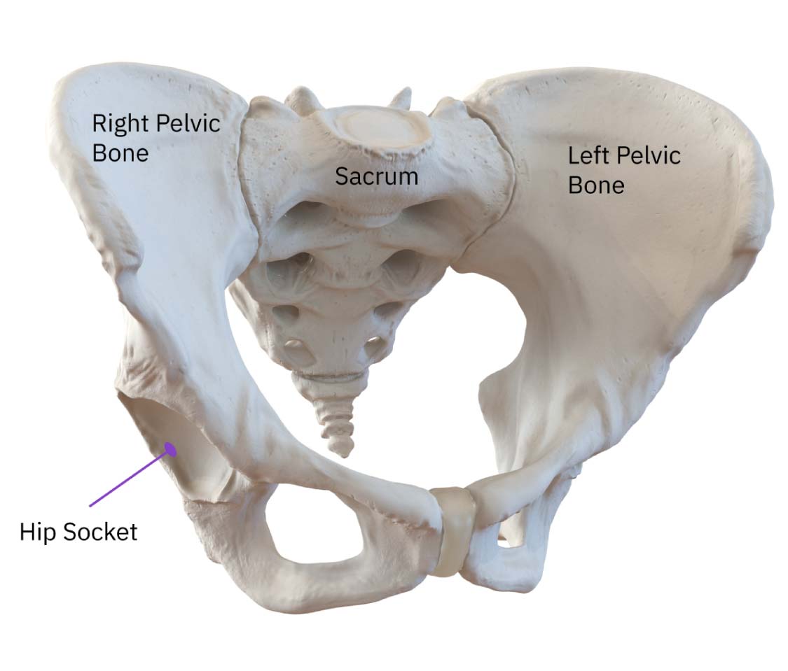 A view of the pelvis showing the location and shape of the hip socket to help understand hip mobility concepts with bony anatomy