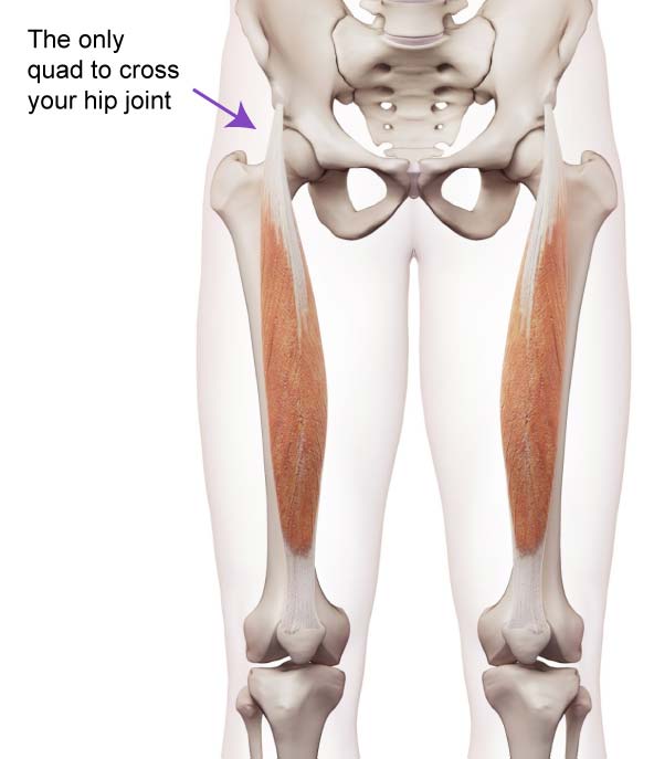 A view of the rectus femoris from the front to demonstrate how it crosses the hip joint while the other quadriceps do not.