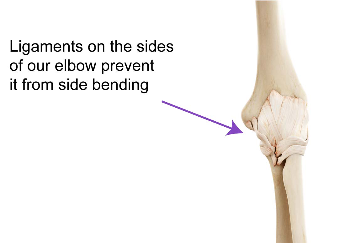 Arrow pointing to non-contractile soft tissues in the elbow to demonstrate how non-contractile soft tissues can affect hip joint mobility