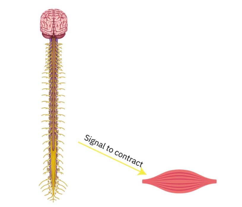 A central nervous system communicating to a muscle to contract