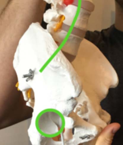 View of the hip socket on a spinal model with the spine in neutral