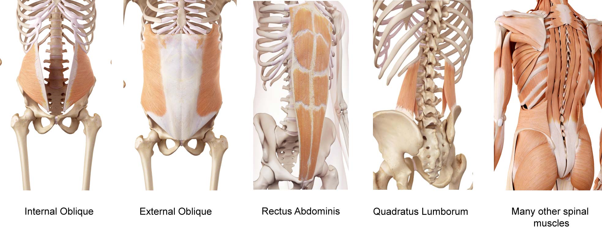 A picture of all the different muscles that cross spinal joints and influence the hip joint