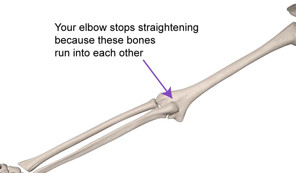Arrow pointing to elbow demonstrating bony limitations as they would apply to the hip joint for hip mobility