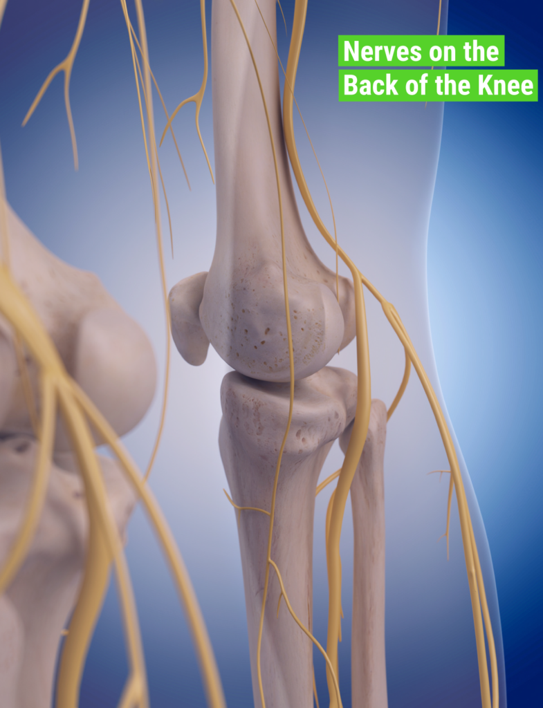 back-of-knee-nerves