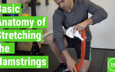 Basic Anatomy of Stretching the Hamstrings