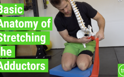 Basic Anatomy of Stretching the Adductors