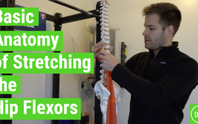 Basic Anatomy of Stretching the Hip Flexors